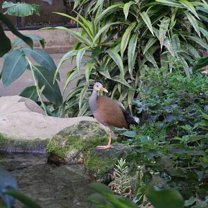 Giant Wood Rail (Aramides ypecaha) at Banham Zoo, England
