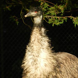 Emu (Dromaius novaehollandiae) at Banham Zoo, England