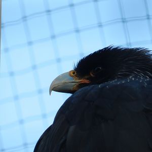Striated Caracara (Phalcoboenus australis) at Banham Zoo, England