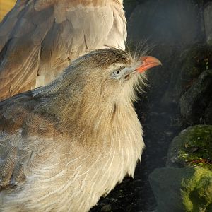 Red-Legged Seriema (Cariama cristata) at Banham Zoo, England