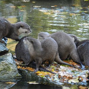 Asian Small-Clawed Otter (Aonyx cinereus) at Banham Zoo, England