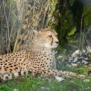 Cheetah (Acinonyx jubatus) at Banham Zoo, England
