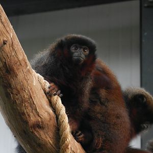 Coppery Titi Monkey (Callicebus cupreus) at Banham Zoo, England