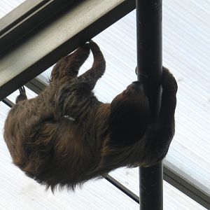 Linne's Two-Toed Sloth (Choloepus didactylus) at Banham Zoo, England