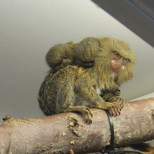 White-Bellied Pygmy Marmoset (Cebuella pygmaea niveiventris) at Banham Zoo, England