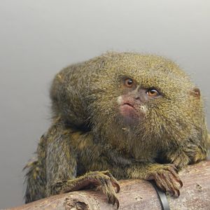White-Bellied Pygmy Marmoset (Cebuella pygmaea niveiventris) at Banham Zoo, England