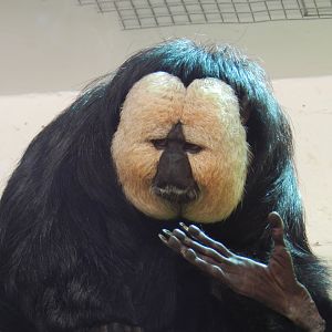 White-Faced Saki (Pithecia pithecia) at Banham Zoo, England