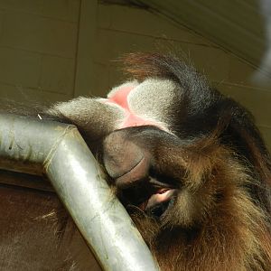 Gelada Baboon (Theropithecus gelada) at Banham Zoo, England