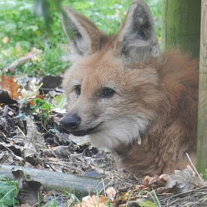Maned Wolf (Chrysocyon brachyurus) at Banham Zoo, England