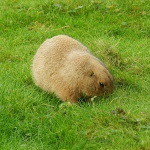 Black-Tailed Prairie Dog (Cynomys ludivicianus) at Banham Zoo, England