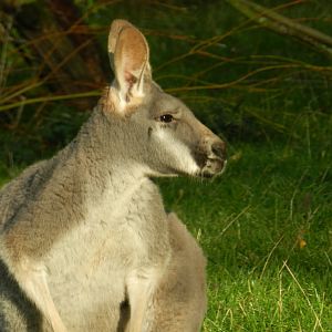 Red Kangaroo (Macropus rufus) at Banham Zoo, England