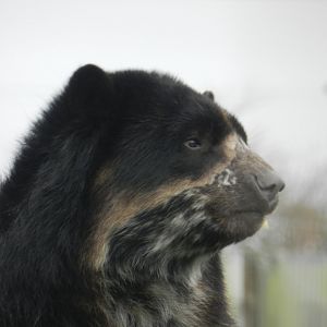 Spectacled Bear (Tremarctos ornatus) at Noah's Ark Zoo Farm, England