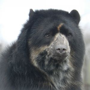 Spectacled Bear (Tremarctos ornatus) at Noah's Ark Zoo Farm, England