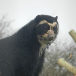 Spectacled Bear (Tremarctos ornatus) at Noah's Ark Zoo Farm, England