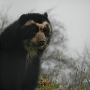 Spectacled Bear (Tremarctos ornatus) at Noah's Ark Zoo Farm, England