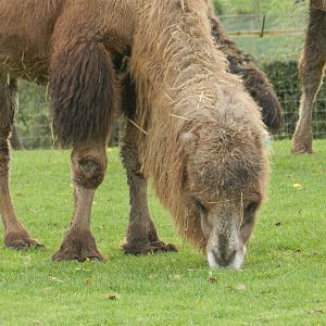 Bactrian Camel (Camelus bactrianus) at Noah's Ark Zoo Farm, England