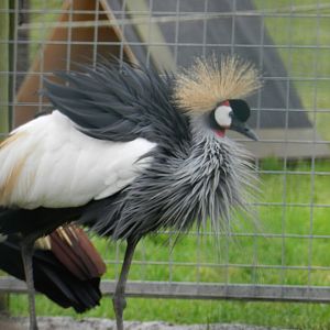 African Crowned Crane (Balearica regulorum) at Noah's Ark Zoo Farm, England