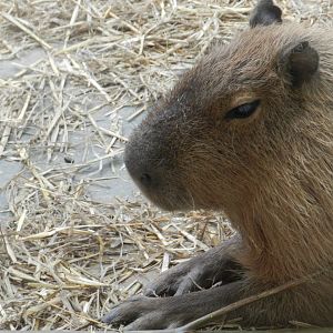 Capybara (Hydrochoerus hydrochaeris) at Noah's Ark Zoo Farm, England