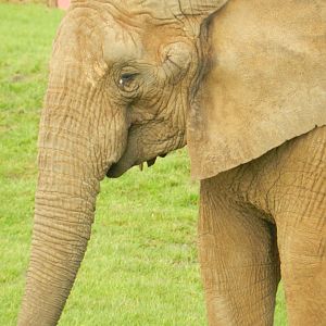 African Elephant (Loxodonta africana) at Noah's Ark Zoo Farm, England