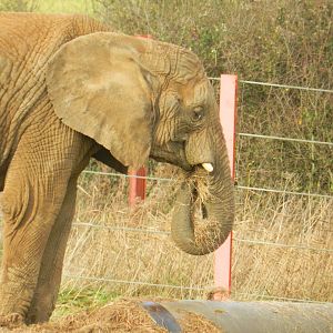 African Elephant (Loxodonta africana) at Noah's Ark Zoo Farm, England