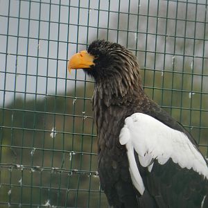 Steller's Sea Eagle (Haliaeetus Pelagicus) at Noah's Ark Zoo Farm, England