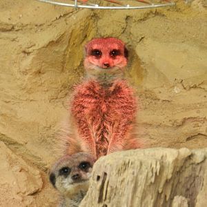 Meerkat (Suricata suricatta) at Noah's Ark Zoo Farm, England
