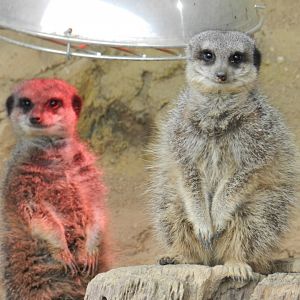 Meerkat (Suricata suricatta) at Noah's Ark Zoo Farm, England