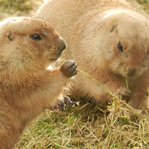 Black-Tailed Prairie Dog (Cynomys ludovicianus) at Noah's Ark Zoo Farm, England