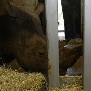 White Rhinoceros (Ceratotherium simum) at Noah's Ark Zoo Farm, England
