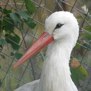 White Stork (Ciconia ciconia) at Noah's Ark Zoo Farm, England