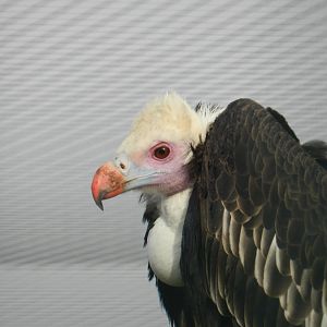 White-Headed Vulture (Trigonoceps occipitalis) at Noah's Ark Zoo Farm, England