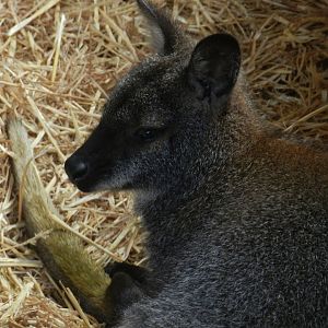 Red-Necked Wallaby (Macropus rufogriseus) at Noah's Ark Zoo Farm, England