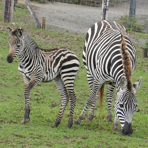 Grant's Zebra (Equus quagga boehmi) at Noah's Ark Zoo Farm, England