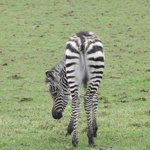 Grant's Zebra (Equus quagga boehmi) at Noah's Ark Zoo Farm, England