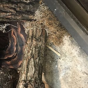 Madagascar ground boa