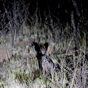 riverine rabbit (Bunolagus monticularis)