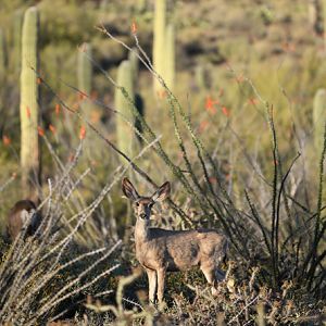 mule deer (wild)