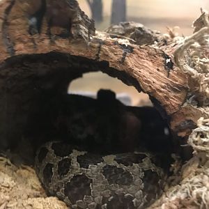 Eastern massasauga- One of 3 species of venomous snakes in Pennsylvania