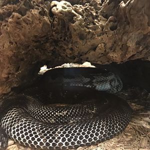 Timber rattlesnake- One of 3 species of venomous snakes in Pennsylvania