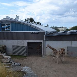 Rothschild's giraffes in and outside of the new part of the extended elephant house