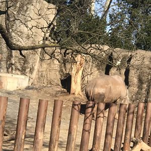 Tony the rhino(African plains)