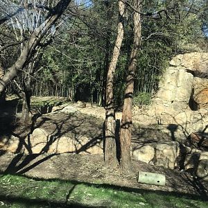 Amur leopard exhibit