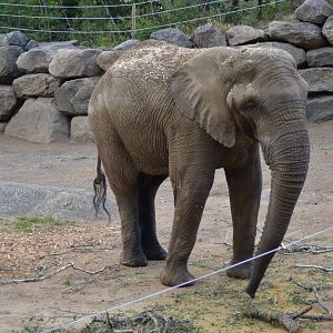 Yoga the elephant bull