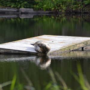 Grey seal resting in the middle of the seal-lake