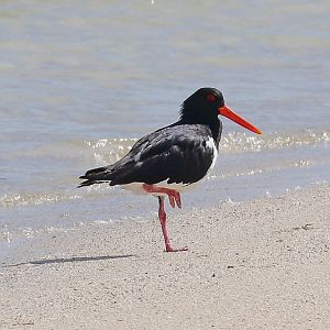 Australian Pied Oystercatcher