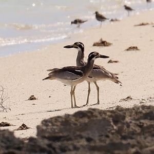 Beach Stone-curlews