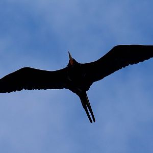 Greater Frigatebird