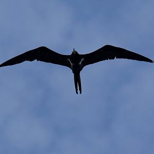 Lesser Frigatebird
