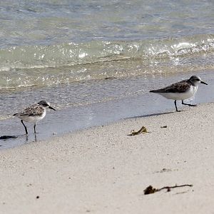 Red-necked Stints