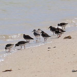 Ruddy Turnstones